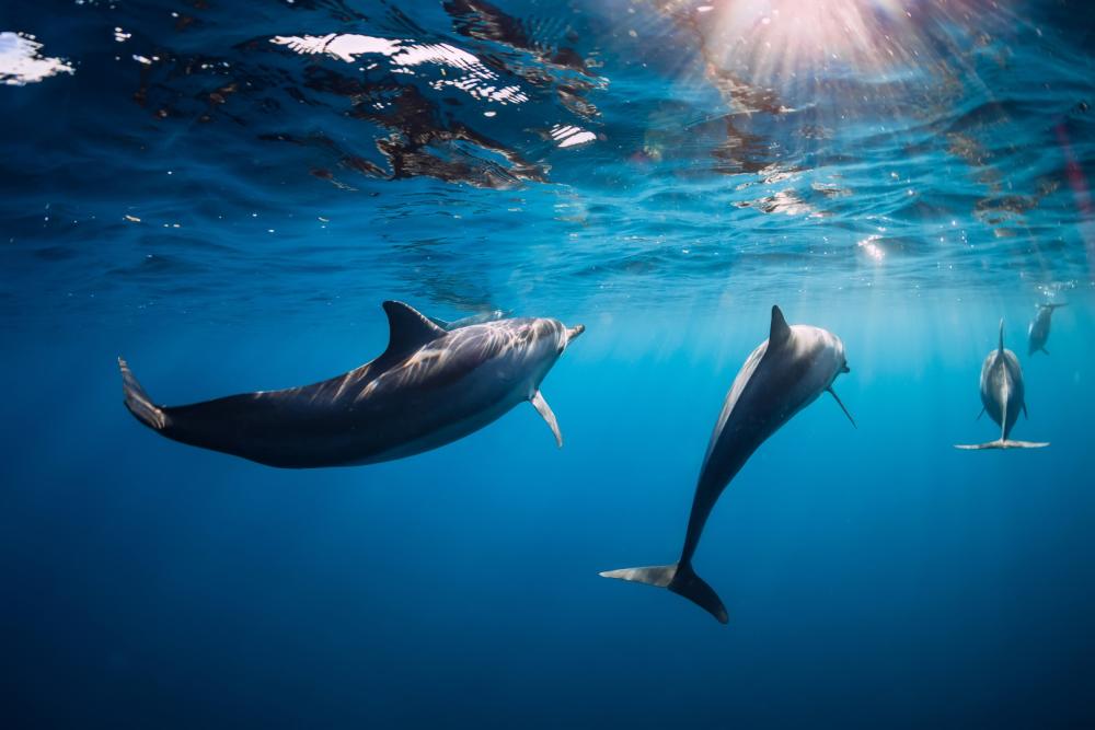 centre-ghislaine-bachard-dauphins